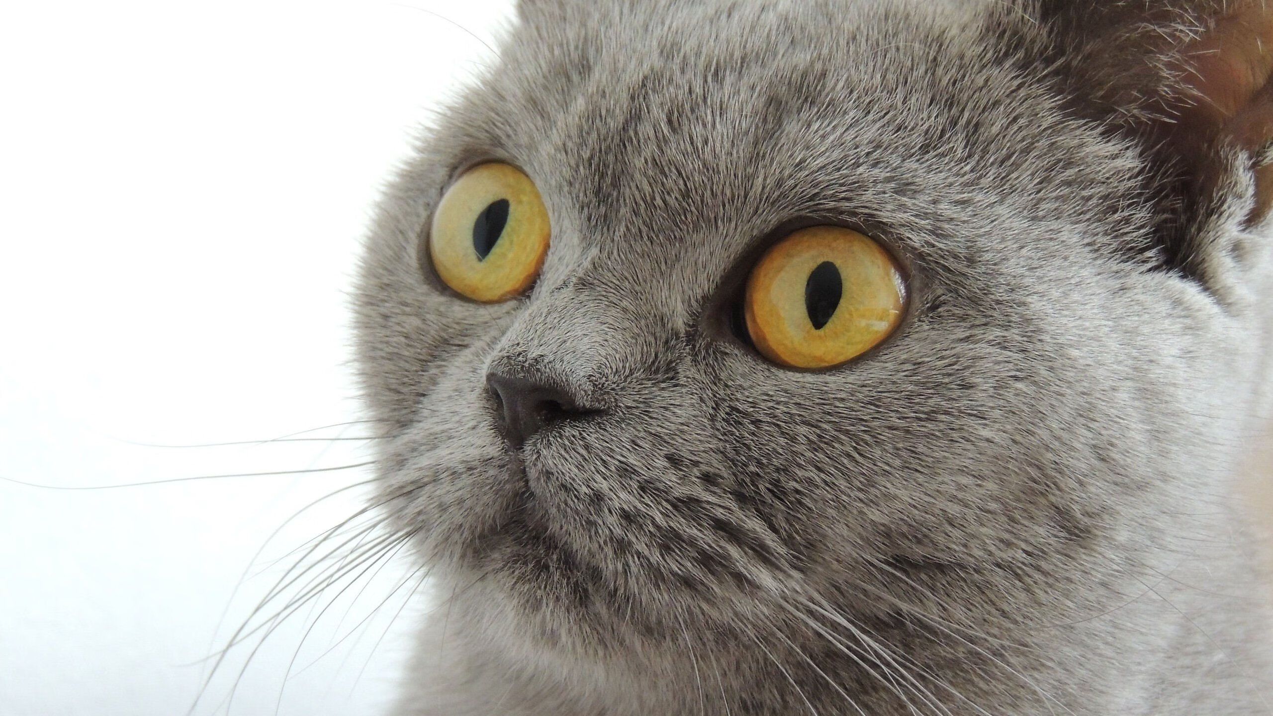 体能与技术动作效率数据关系,体能与运动技能的关系