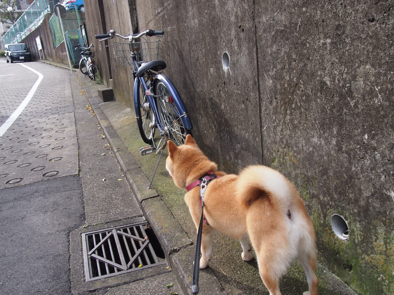 开运体育电脑版-奥运资格赛举重项目中国女将稳居榜首，奥运会女子举重中国选手