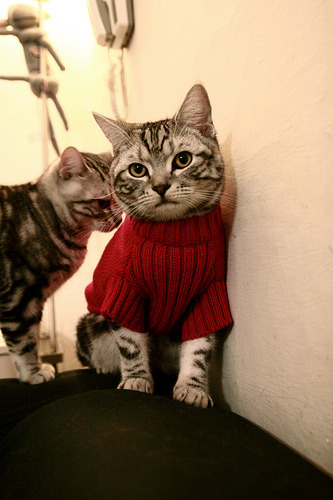 kaiyun网址-技术分析：中澳转身与划水效率对比，中澳转运