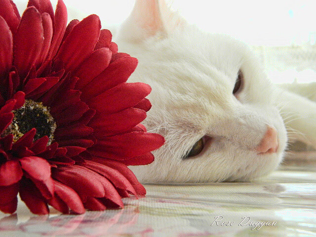 开云体育在线官网-杨瀚森技术能力日渐成熟成为球队核心，杨瀚森身高