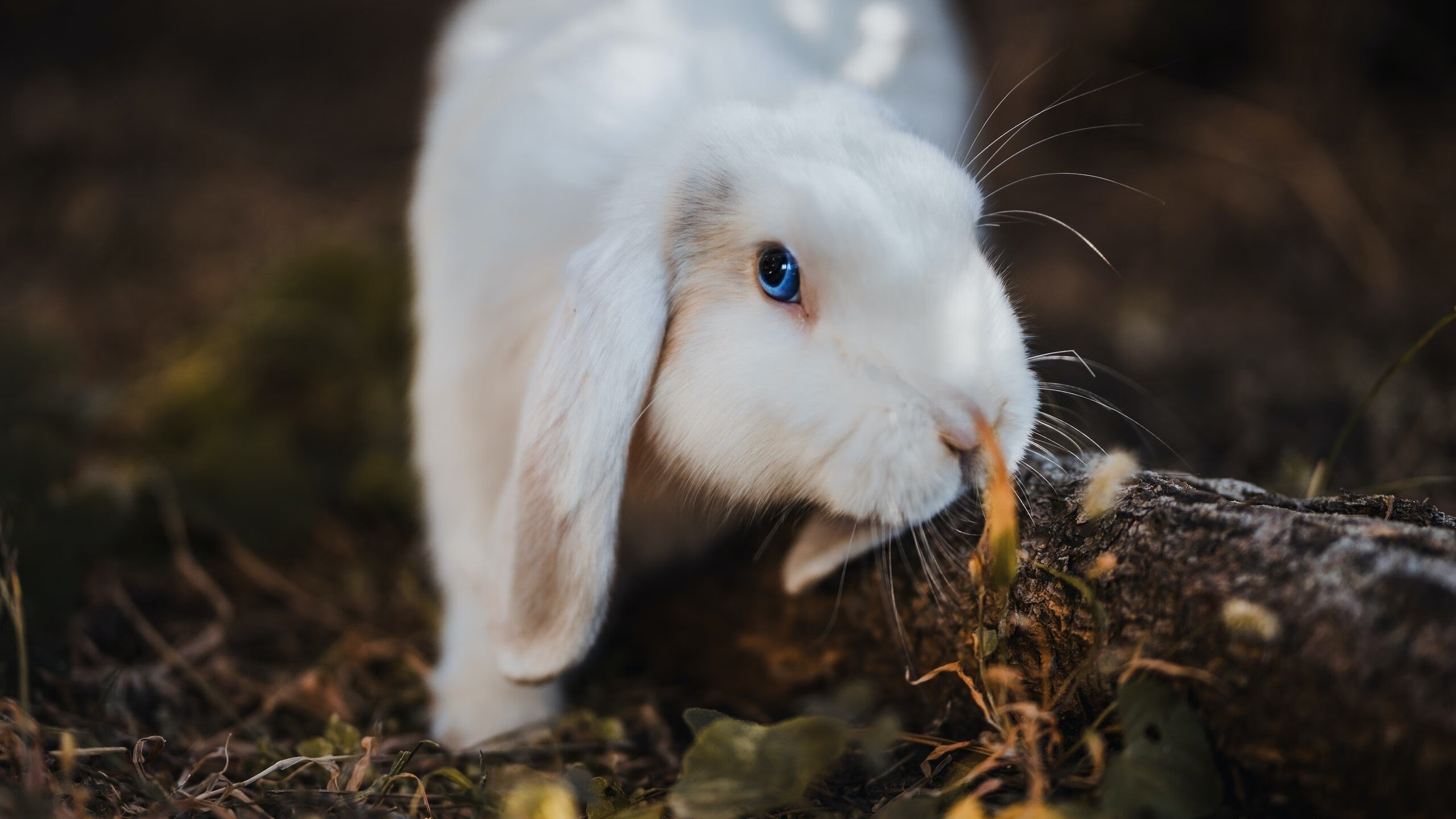 开云体育入口-配速曲线深度剖析赛场节奏，配速指什么