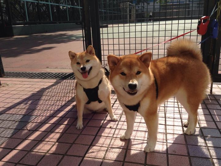 仰泳冲刺比利时女将稳中有升，仰泳国际比赛视频