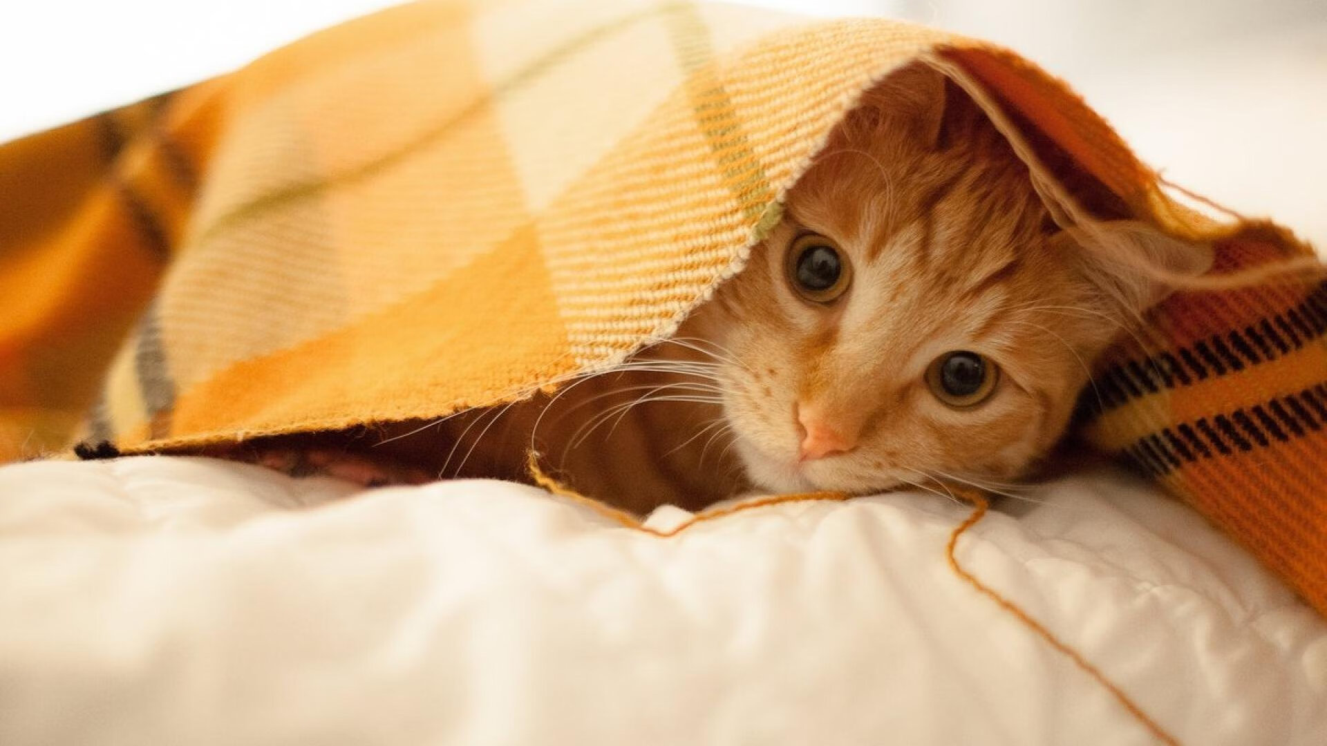 开云在线登入-勇士教练强调防守是争冠最大关键，勇士的防守体系是什么