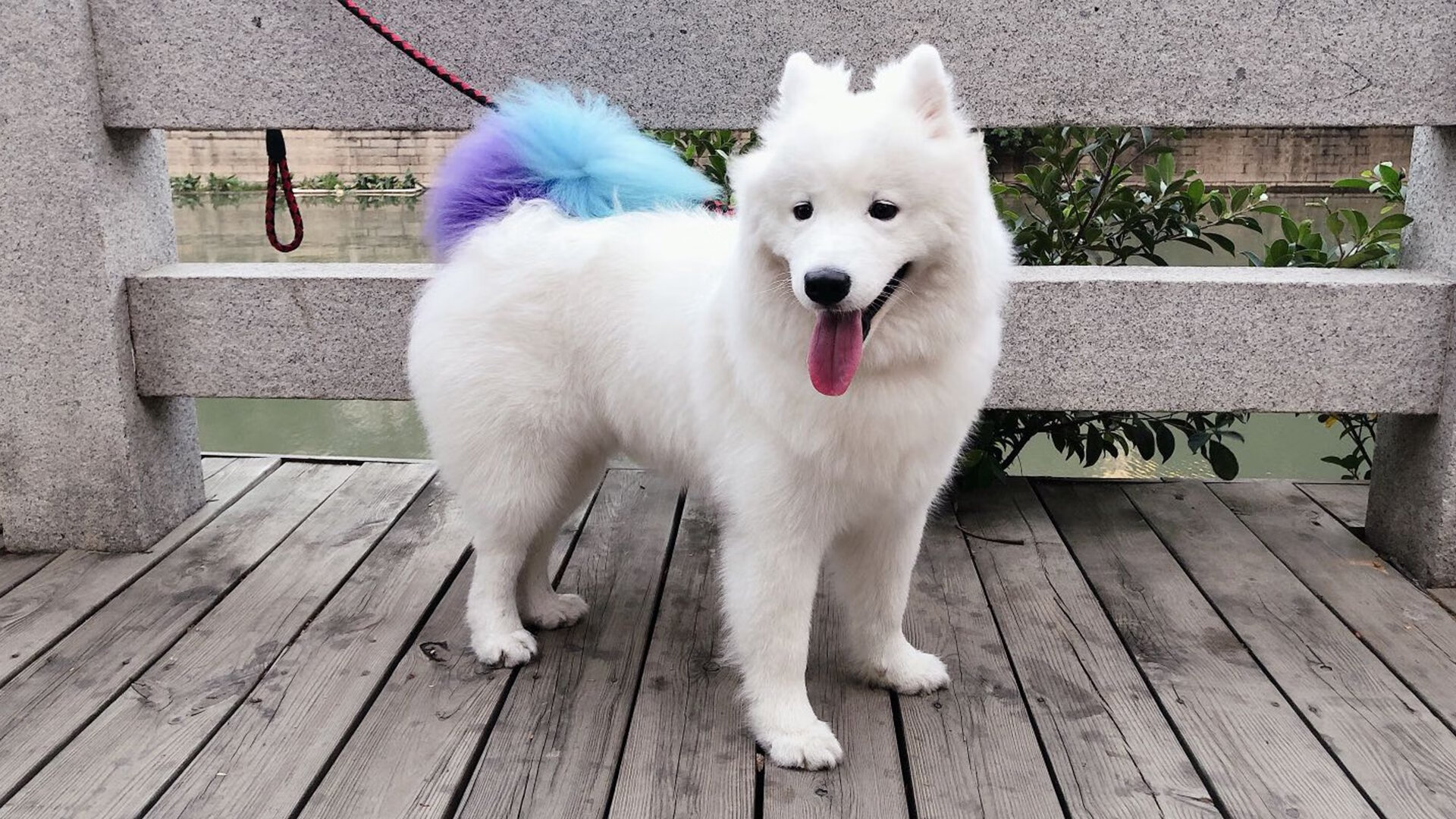 德甲联赛的裁判自动判罚技术应用,法甲裁判