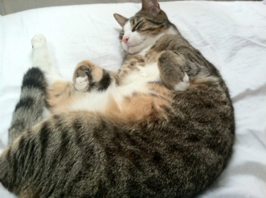 开云体育足球-爵士轮换阵容合理主力体能保持良好，爵士队的阵容