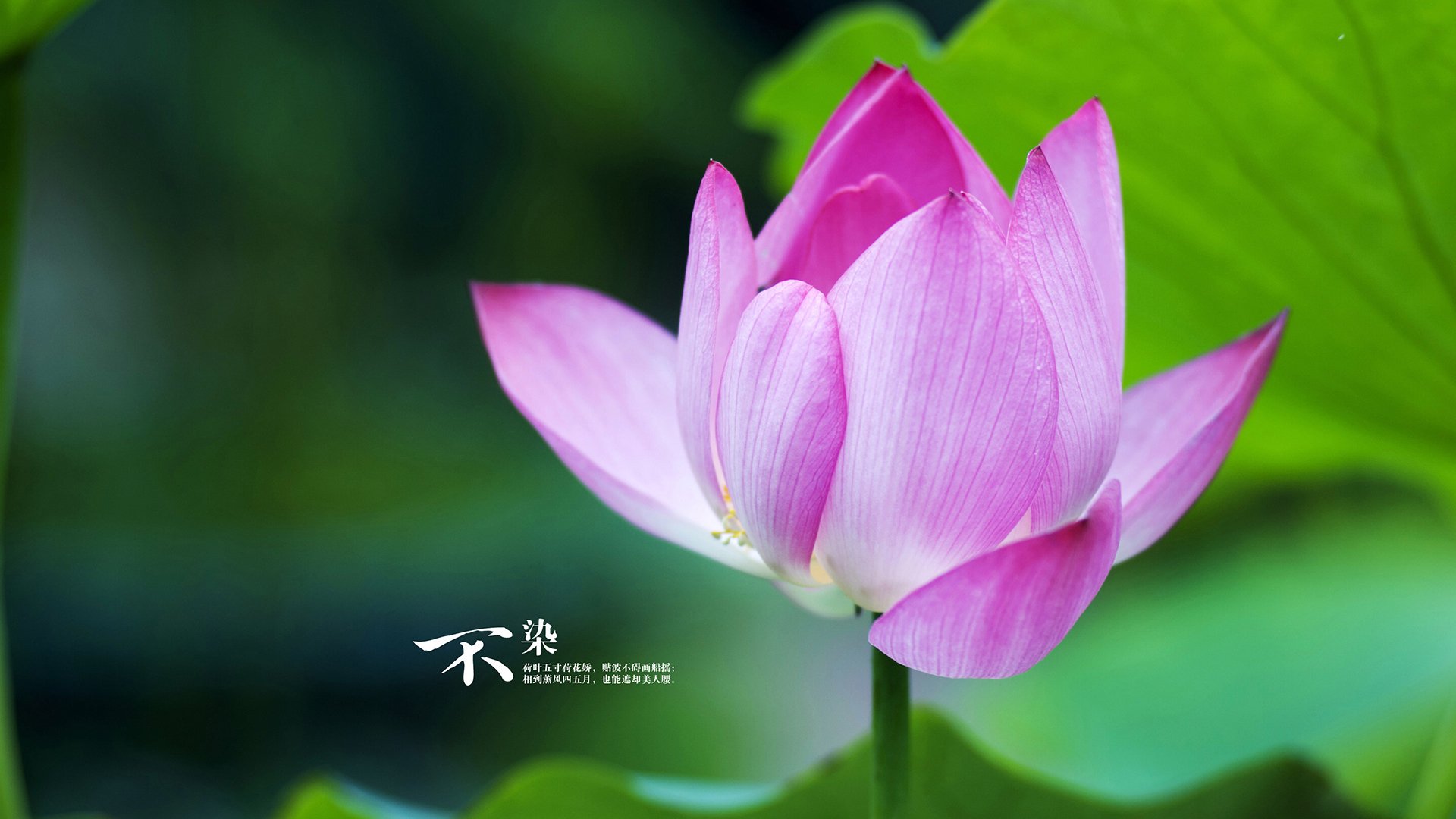 开云体育app入口-英格兰女队连胜记录刷新历史，英格兰队比赛记录