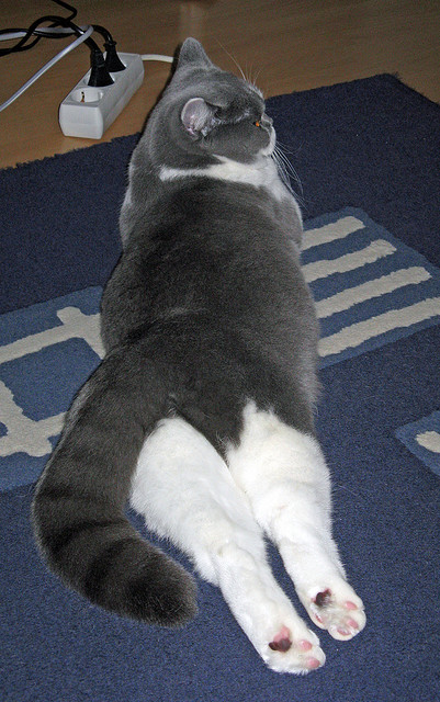 Guglielmino 称赞队员精神：“我们是一个家”