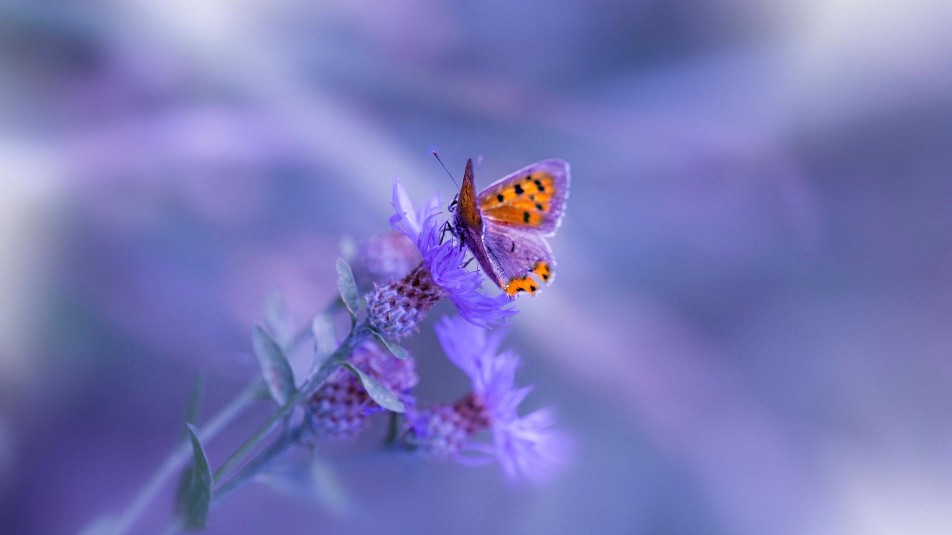 中国篮球与体育保险的合作模式,比赛篮球保险怎么买